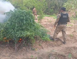 Plantacao maconha incineracao