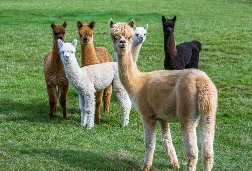 Alpacas são animais de rebanho e não gostam de viver sozinhas (Imagem: Bob Pool | Shutterstock)