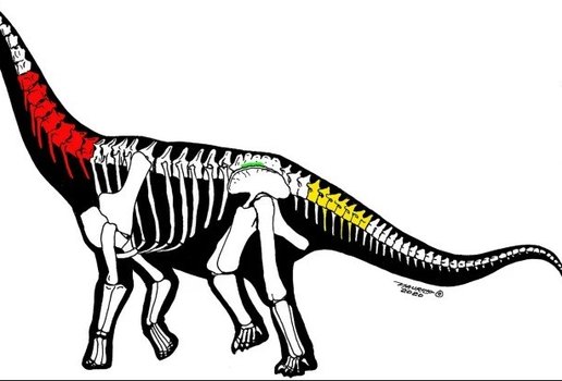 As novas espécies foram batizadas de Silutitan sinensis e Hamititan xinjiangensis