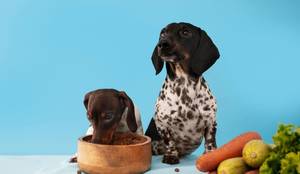 Os cachorros apresentam preferências alimentares individuais (Imagem: joseroda1988 | Shutterstock)