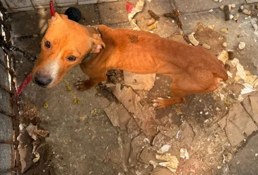 Cachorro resgatado maus tratos mucumagro