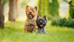 O cairn terrier é uma das raças mais antigas do grupo dos terriers (Imagem: Marina Plevako | Shutterstock)