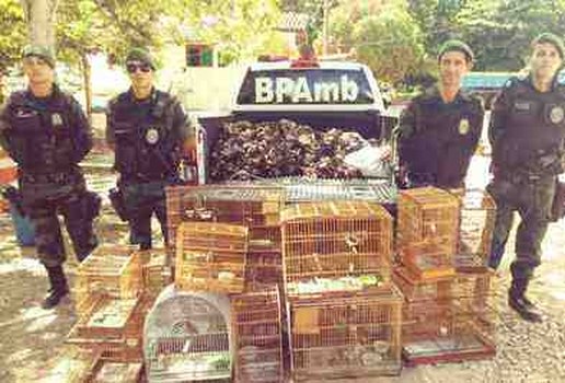 Batalhao ambiental pmpb apreensao caranguejos passaros e jabutis