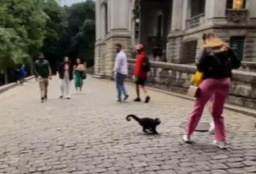 Viral macaco assaltando