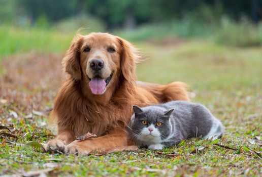 A transfusão de sangue pode ajudar a salvar a vida do seu animal de estimação (Imagem: Chendongshan | Shutterstock)