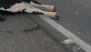 Motociclista morre após se chocar contra vaca no Sertão da PB