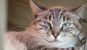 'Maconha' do gato: conheça a catnip e saiba como ela funciona