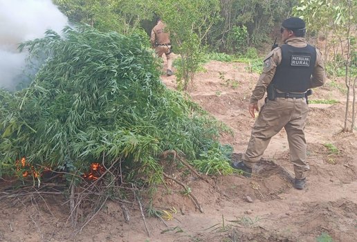 Plantacao maconha incineracao