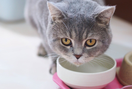 É importante ficar atento às causas do vômito dos gatos (Imagem: sxrx_mas | Shutterstock)