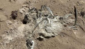 Cabedelo registra novas ocorrências de aves mortas em praias