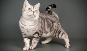 Algumas raças de gatos são ideais para quem vive em apartamentos ou valoriza a calma em casa (Imagem: Oleksandr VolchanskyiOleksandr Volchanskyi | Shutterstock)