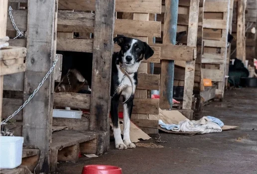 Cachorro em abrigo ebc jpg