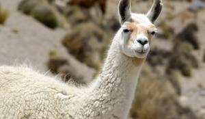 As lhamas desempenham um papel importante na vida da população dos Andes (Imagem: Jakub.it | Shutterstock)