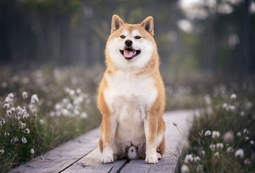 Estes cães se tornaram ícones da cultura japonesa por suas características marcantes (Imagem: Julija Kumpinovica | Shutterstock)