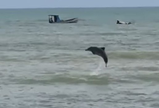 Golfinho visto em joao pessoa