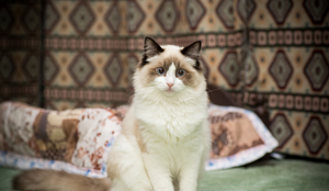 No antigo Egito, alguns animais eram considerados a representação dos deuses (Imagem: Peredniankina | Shutterstock)