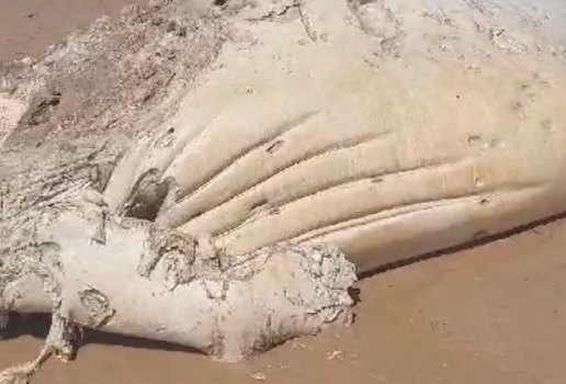 Carcaça do animal foi encontrada em praia de João Pessoa