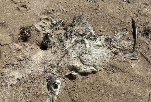 Cabedelo registra novas ocorrências de aves mortas em praias