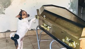 No início do funeral, o animalzinho 'Toy' não deixava ninguém se aproximar do caixão.