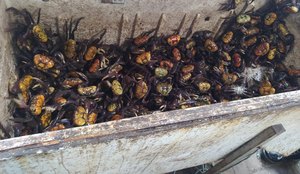 PM resgata mais de 5 mil caranguejos em Mercado Público na Grande JP