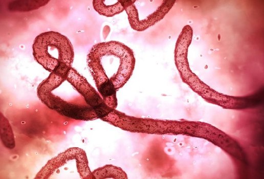 Ebola novos casos no Congo deixam a OMS em alerta
