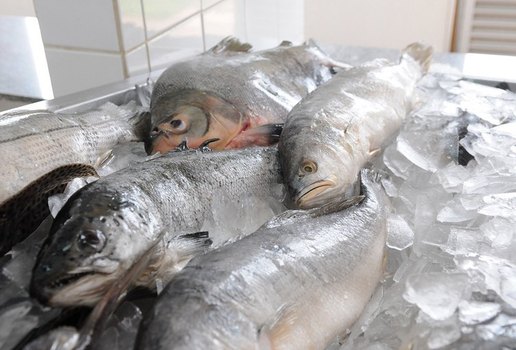 Pesquisa do Procon-JP traz preços de 58 tipos de pescado.