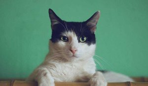 Festa para comemorar aniversario de gato provoca surto de Covid 19
