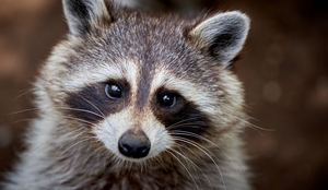 Os guaxinins são conhecidos  por sua fisionomia simpática e comportamentos divertidos (Imagem: Jeremy LANGLET | Shutterstock)